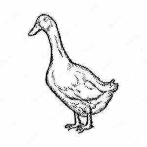 Geese, ducks