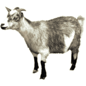 Goats, sheep
