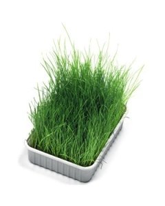 Trixie Kassimuru karbis Bio / 100g