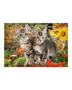 Pusle Castorland Kitten Buddies 68x47cm / 1500tk / LM