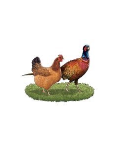 Liebling´s Mahlzeit teraviljavaba konservtoit koertele faasani ja kodulinnulihaga spinatite, tomatite ning linaseemneiõliga / 800g