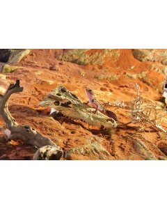 EXO-TERRA Crocodile Skull terraariumi dekoratsioon/varjend Crocodile Skull 