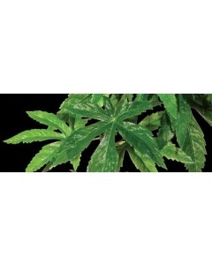 Kunsttaim terraariumisse Exo Terra Hanging Rainforest Plants Abuliton Silk