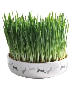 Keraamiline kauss kassimuru jaoks, ø 15 × 4 cm, 50 g