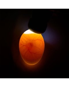 Ovoskoop Powerlux LED