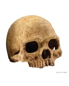 EXO-TERRA Human Skull terraariumi dekoratsioon/varjend Inimese pealuu	