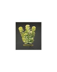 Plastist taim Marina AquaScaper 20cm Ambulia
