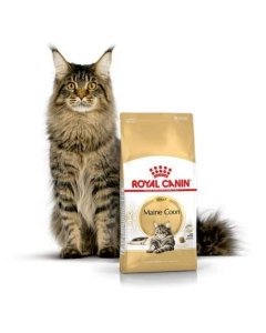 Royal Canin FBN kassitoit Maine Coon Adult / 4kg