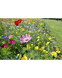 Lillevaip “Värvide paradiis” 0,4x12,5 m, ühe- ja mitmeaastaste segu
