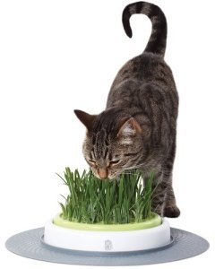 Kassimuru + kauss Catit Design Senses Grass Garden Kit