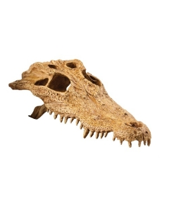 EXO-TERRA Crocodile Skull terraariumi dekoratsioon/varjend Crocodile Skull 