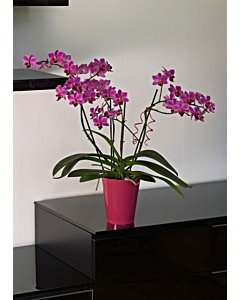 Orhideepott Clivo, roosa / 10,5cm