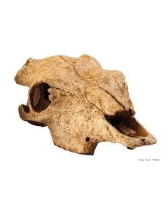 EXO-TERRA Buffalo Skull terraariumi dekoratsioon/varjend Piisoni kolju 