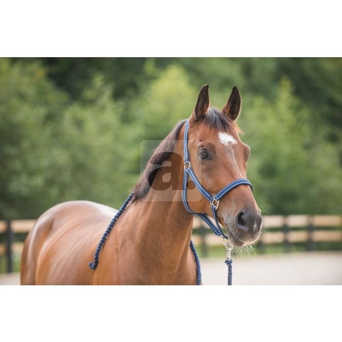 Horze Cooper hobuse päitsed + nöör, X-FULL / tumesinine