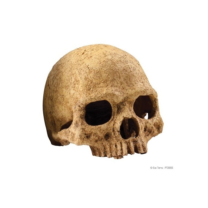 EXO-TERRA Human Skull terraariumi dekoratsioon/varjend Inimese pealuu	