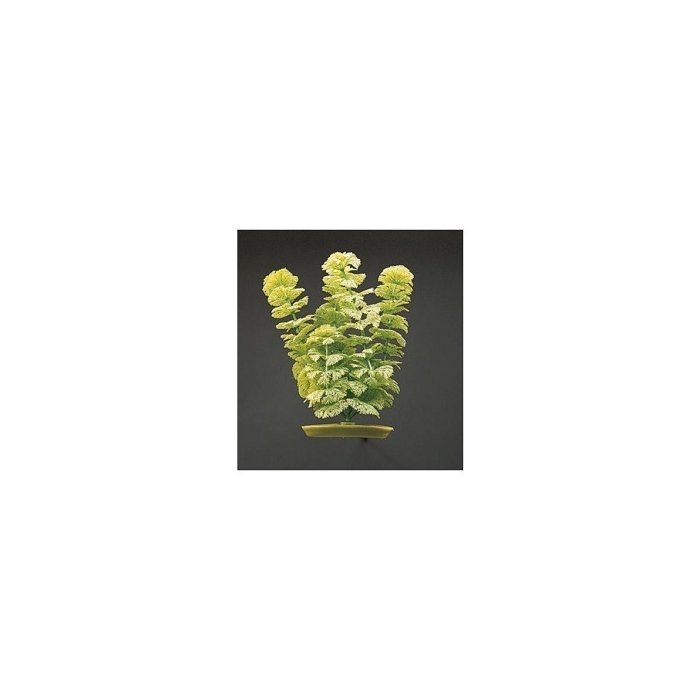 Plastist taim Marina AquaScaper 20cm Ambulia