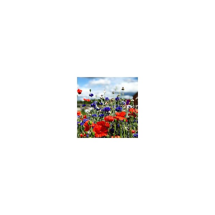 Lillevaip “Üheaastane lilleniit” 0,4x12,5 m, üheaastane