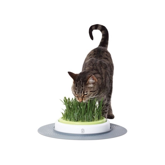 Kassimuru + kauss Catit Design Senses Grass Garden Kit