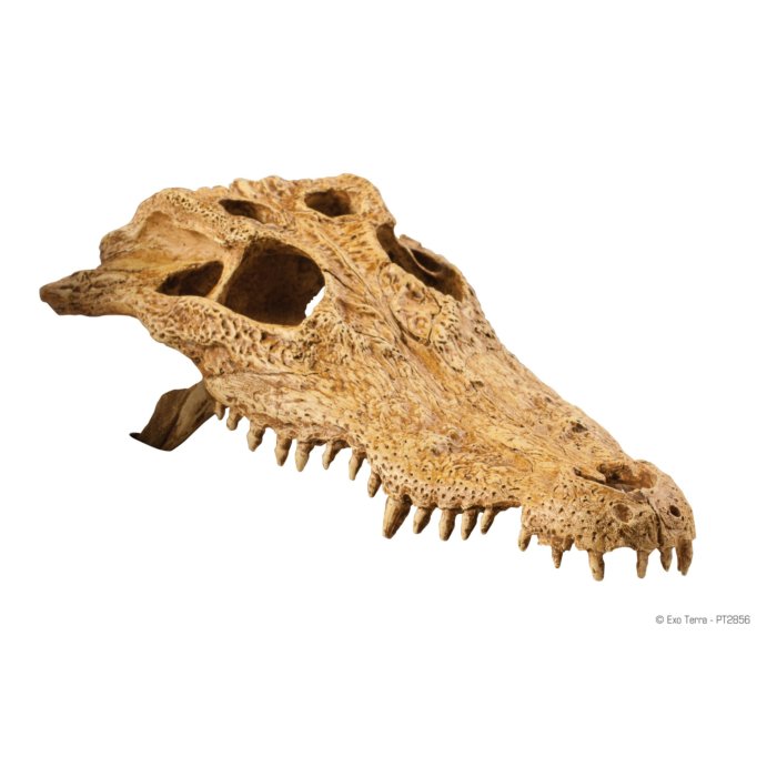 EXO-TERRA Crocodile Skull terraariumi dekoratsioon/varjend Crocodile Skull 