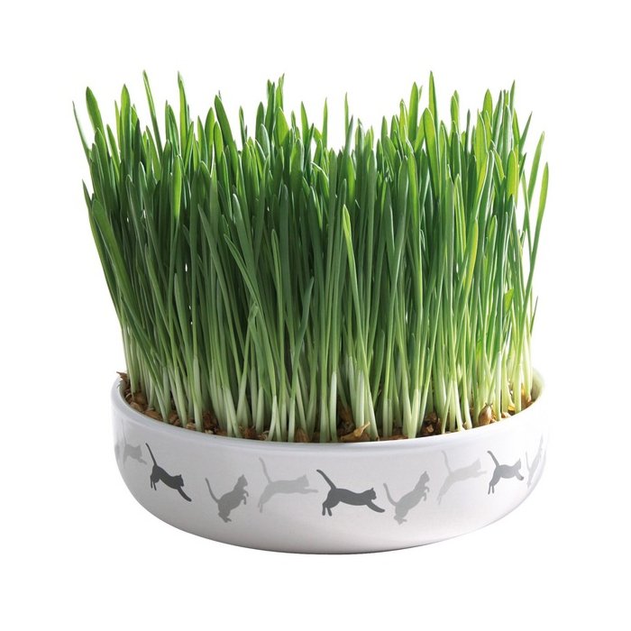 Керамическая миска + трава для кошек 
