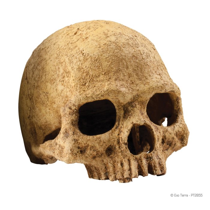 EXO-TERRA Human Skull terraariumi dekoratsioon/varjend Inimese pealuu	