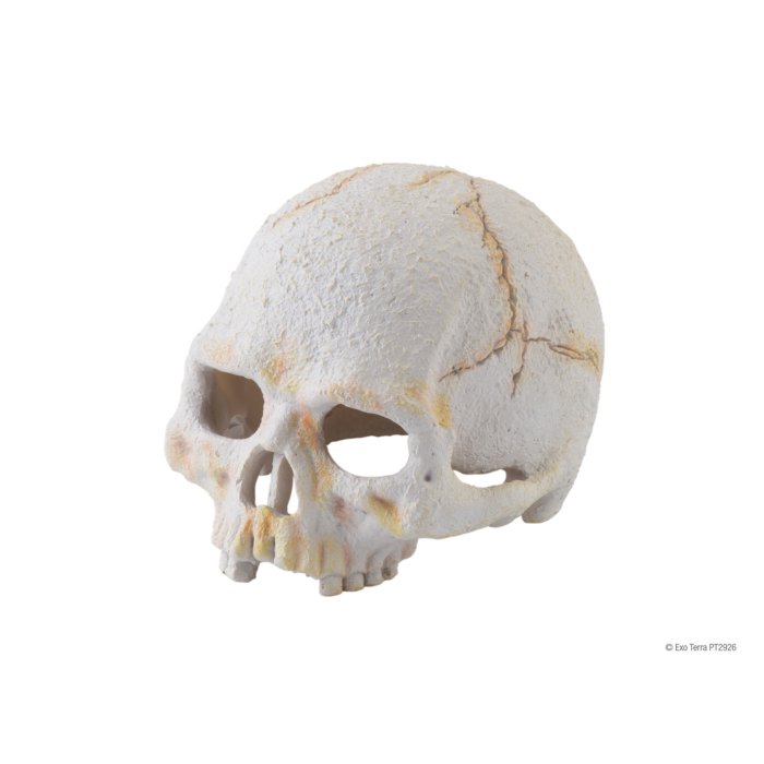 EXO-TERRA Primate Skull terraariumi dekoratsioon/varjend Inimese pealuu	